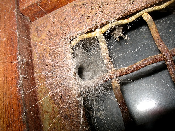 http://dipode-vie.net/Arachnides/Segestriidae/Segestria/Vues/Segestria,%20Retraite,%20Charenton,%20200407.jpg